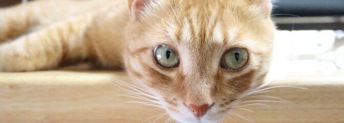 瞳をこらしてルチルクオーツをジッと観察するブログ担当、猫のマロン君。